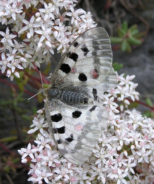 Parnassius apollo